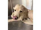 Mylo Golden Retriever Young Male