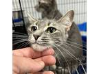 Rose Domestic Shorthair Young Female