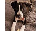 Munchie American Pit Bull Terrier Young Female