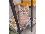 Willy Domestic Shorthair Adult Male