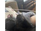 Bugs Domestic Shorthair Kitten Male