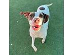Wendys* Pointer Adult Female