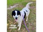 Raya Border Collie Young Female