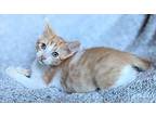 Marshmallow Domestic Mediumhair Kitten Male