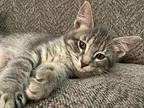 Uma Domestic Shorthair Kitten Female