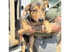 Winnie Poo Australian Shepherd Young Male