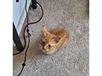 Ed Sheeran Domestic Shorthair Kitten Male