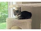 Baby Domestic Longhair Kitten Female