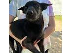 Sally Lou German Shepherd Dog Young Female