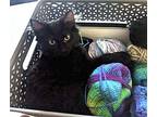 Wraith Domestic Longhair Kitten Male