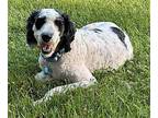 Duke Poodle (Standard) Adult Male