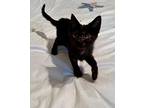 Lucky (female) Domestic Shorthair Kitten Female