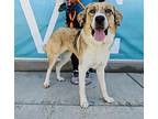 Sophie Great Pyrenees Young Female