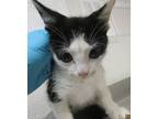 Luigi Domestic Shorthair Kitten Male