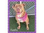 KEISHA American Bulldog Adult Female