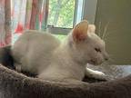 Jess Domestic Shorthair Kitten Male