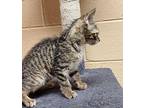 Kevin Domestic Shorthair Kitten Male