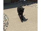 Curley Sue Shih Tzu Puppy Female