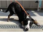 Glitter Catahoula Leopard Dog Puppy Female
