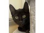 Berry Domestic Shorthair Kitten Male