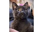 Mercy Domestic Shorthair Kitten Female