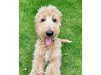 Murphy Goldendoodle Puppy Male