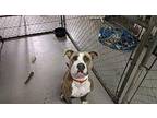Rena American Pit Bull Terrier Young Female