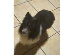 Pistol Old English Sheepdog Adult Male