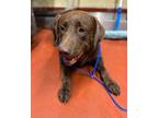 Lucas Labrador Retriever Young Male