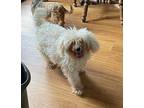 Olive Maltese Adult Female