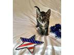 Mason (male) Domestic Shorthair Kitten Male