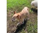 Randie Chihuahua Adult Male