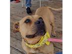 Bell Staffordshire Bull Terrier Adult Female