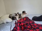 Jo Australian Shepherd Puppy Female