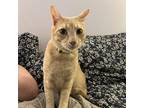 Lennox Domestic Shorthair Young Male