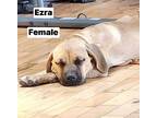 Ezra Mixed Breed (Medium) Young Female
