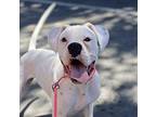 Zoey Boxer Young Female