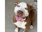 Mocha Chip American Pit Bull Terrier Young Female