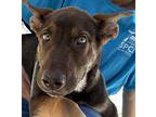 Mantra German Shepherd Dog Puppy Male