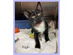 KAYLIN/AIR Domestic Shorthair Kitten Female