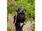 Orville Rottweiler Young Male