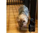 Windfall Yorkie, Yorkshire Terrier Adult Male