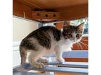 Fettuccini Domestic Shorthair Kitten Female