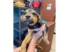 Alice Mixed Breed (Medium) Puppy Female