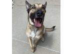 Ringo German Shepherd Dog Adult Male