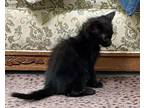 Linus Domestic Shorthair Kitten Male