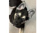 Ariel American Pit Bull Terrier Puppy Female