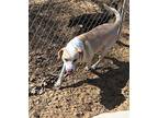 Tucker Labrador Retriever Young Male