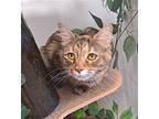 Moira Rose Domestic Mediumhair Adult Female