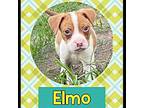 ELMO Pointer Puppy Male